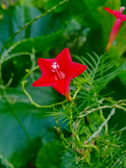 茑萝花