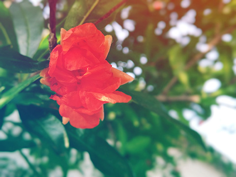 石榴花