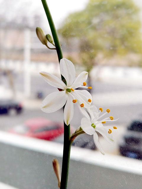 吊兰花