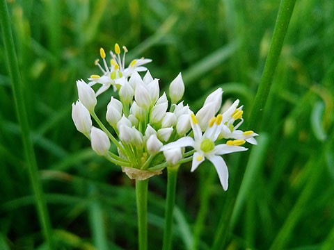 韭菜花