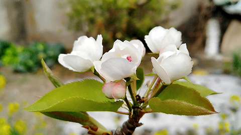 梨花