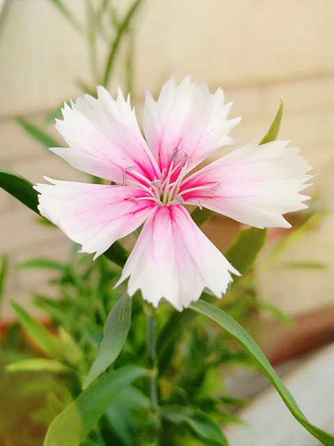石竹花