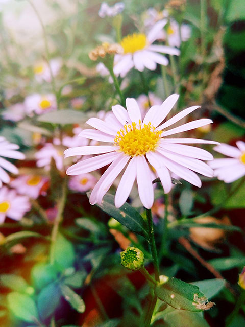 小野菊