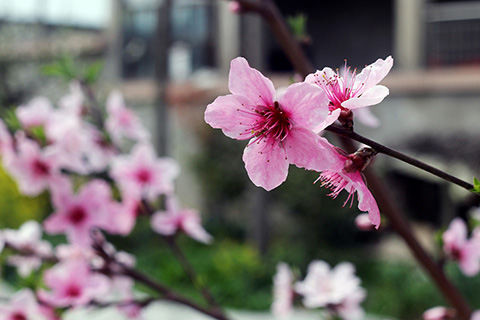 桃花