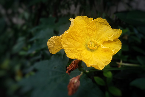 丝瓜花
