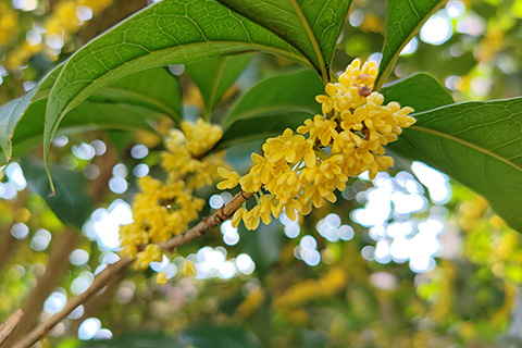 桂花