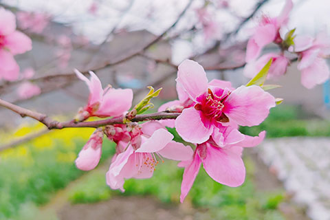 桃花