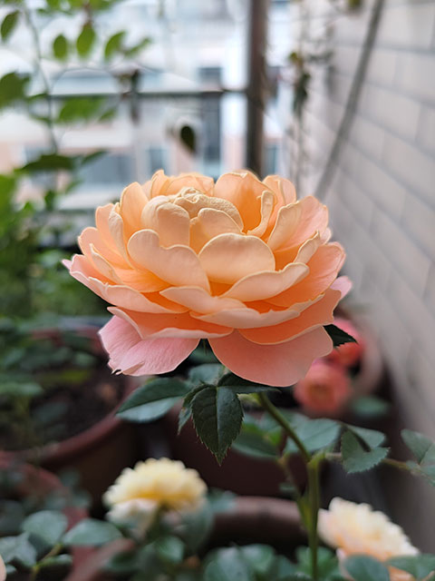 伊芙酒窖月季