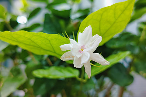 茉莉花