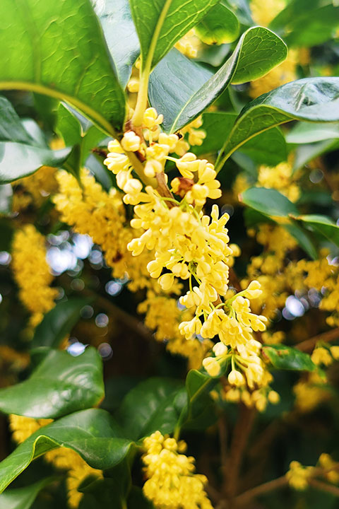 桂花