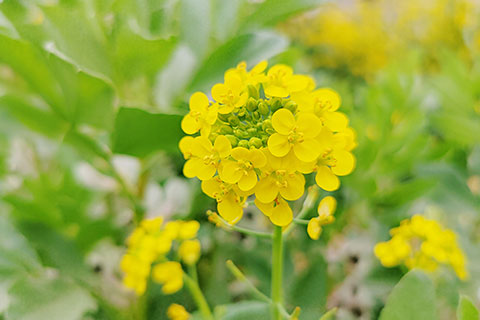 油菜花