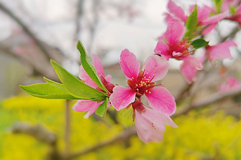 桃花