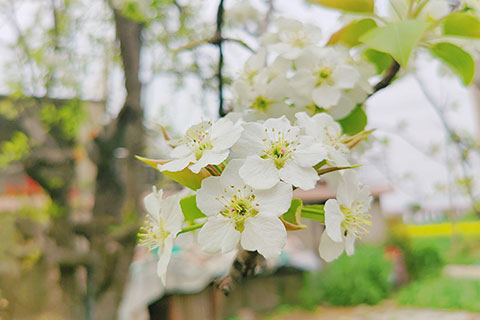 梨花