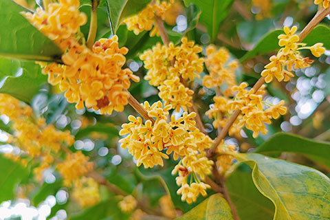 桂花