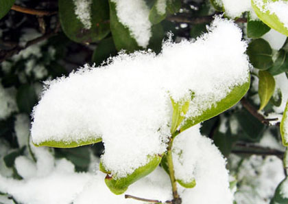 扬州下大雪了1